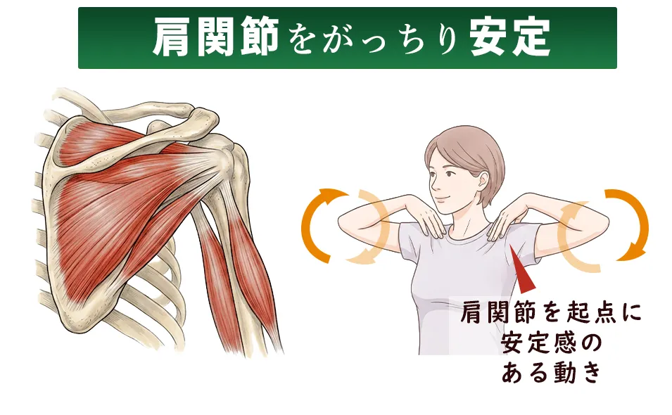 肩の機能と骨格、肩関節を安定させる