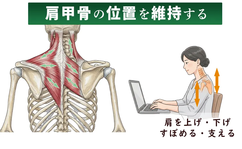 肩の機能と骨格、肩甲骨、肩の高さを維持