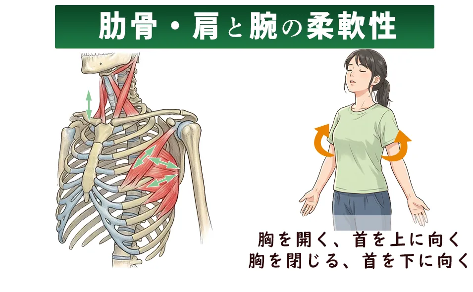 胸を開く、肩を寄せる動き
