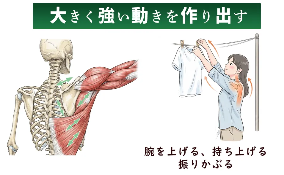 肩の機能と骨格、肩上げる、持ち上げる